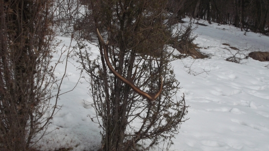 Odložený v jadlovci