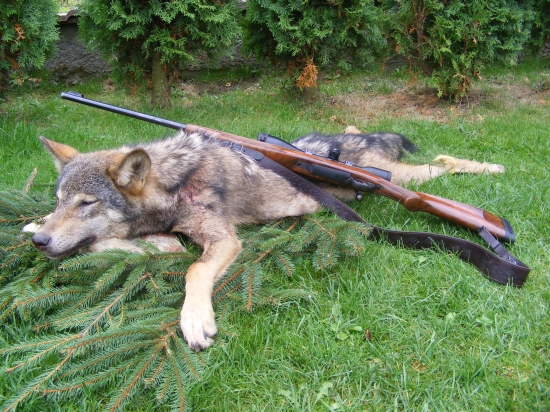 Vĺčik