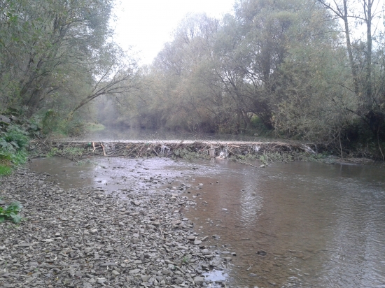 usilovny bobry