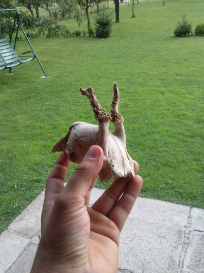 pri sadeni stromcekov