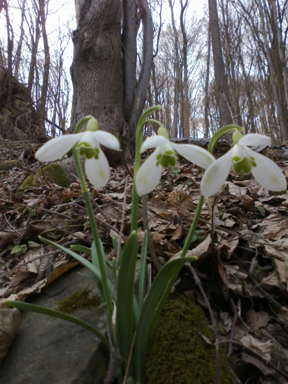 snezienka jarna - Galanthus nivalis L.