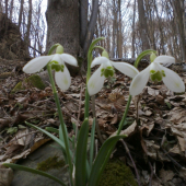 snezienka jarna - Galanthus nivalis L.