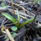 Scilla bifolia - Scila dvojlista