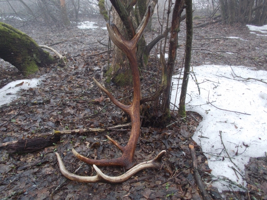 zaslúžené parohy v daždi