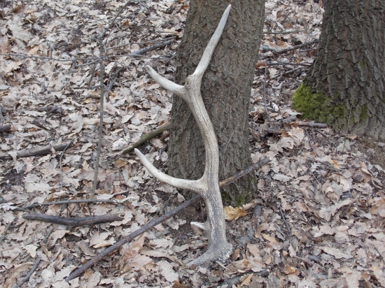 starší, ale potešil