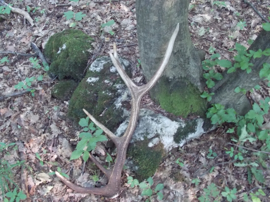 ešte sa dajú nájsť