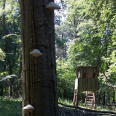 schody na posed