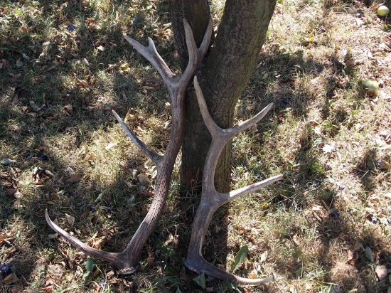 staršie, ale potešili