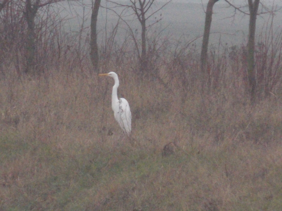 aspon niečo biele so zimi