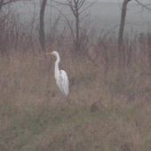 aspon niečo biele so zimi