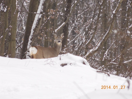 stretnutie so srnkou počas prechadzky
