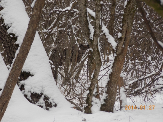 diviak dobre maskovany