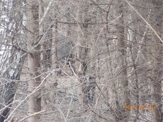 dobre maskovany diviak