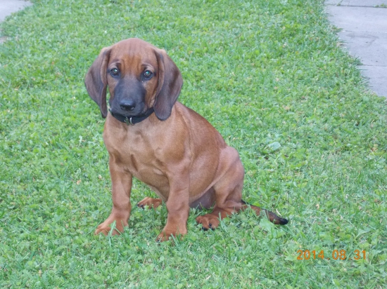 moja nová spoločníčka na prechádzky do prírody