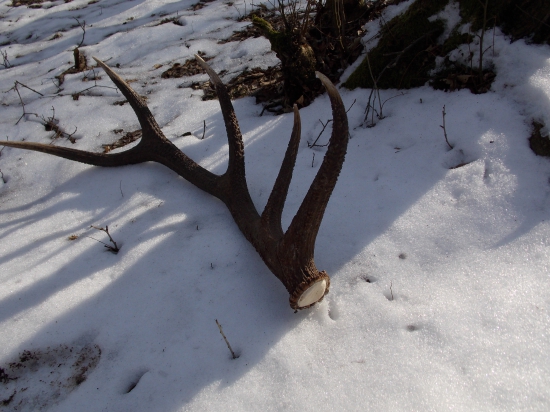 Prvý tochtoročný zhod