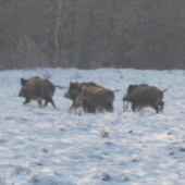 celkom slušné diviaky