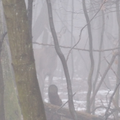 dobre maskované v rannej hmle
