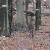 a už je vpozore