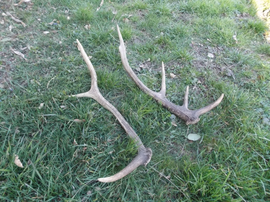 staršie ale potešia