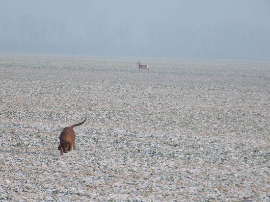 srnka a moja farbiarka