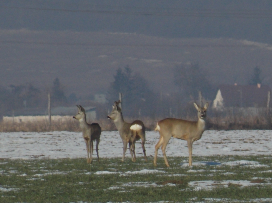 rodinka