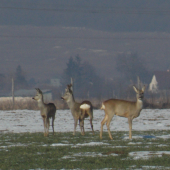 rodinka