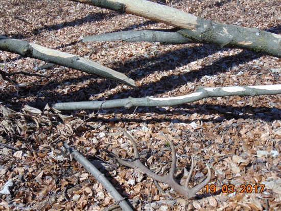 včera sa darilo,ešte jeden 12 torák