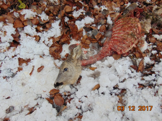 asi strhnuta po vlkoch