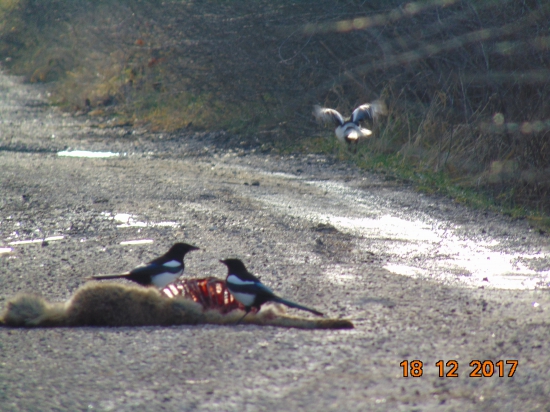 straky majú pochúťku z lišiaka