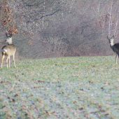 srnčia zver