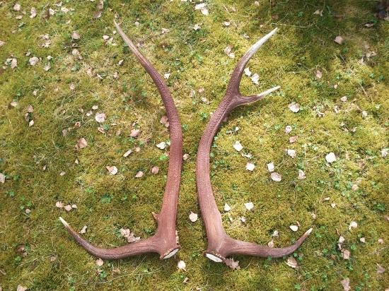 Jeden raritnejší z tohtoročných