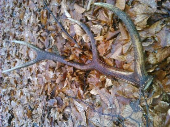 Dnešný lov zhodou :D