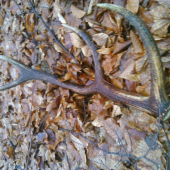 Dnešný lov zhodou :D