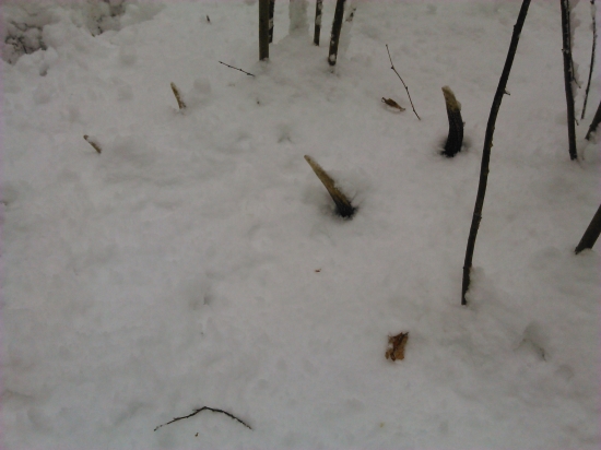 desatorák pod snehom :D