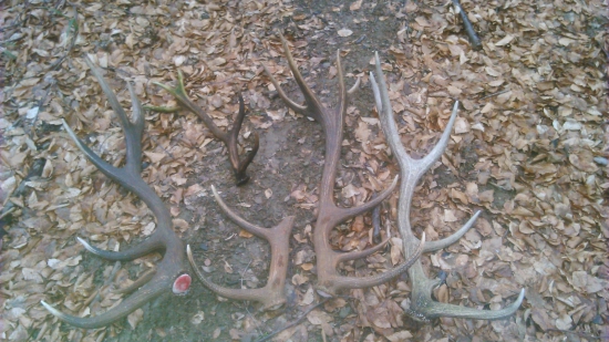 Dnešná prechádzka :D