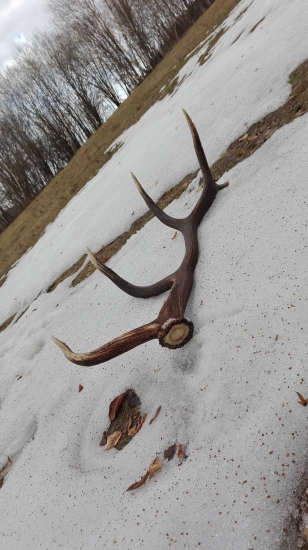 Prvyb tohtoročný, 3.15kg