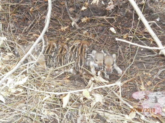 namiesto zhodov prasiatka