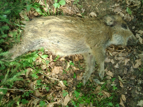 pytliak?strelene ovno za uško