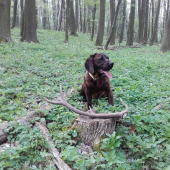 Dag