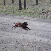Dag