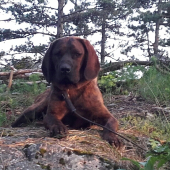 Dag