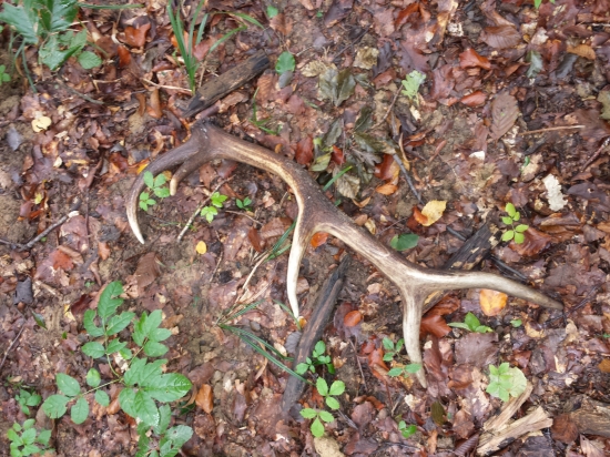 nedelná prechádzka :)