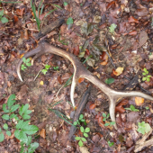 nedelná prechádzka :)