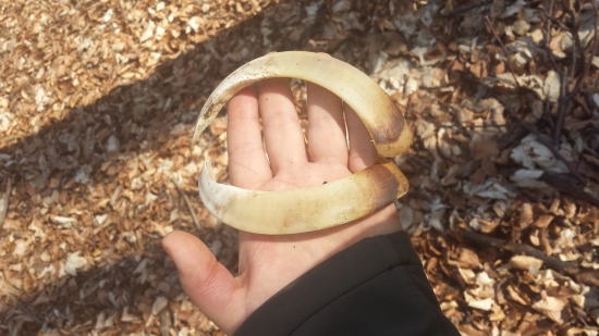 Kly , kolko môžu mať bodov?