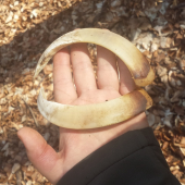 Kly , kolko môžu mať bodov?