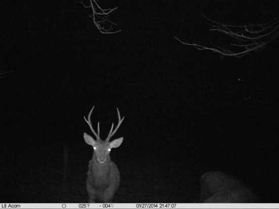 bratia s foto id 233212