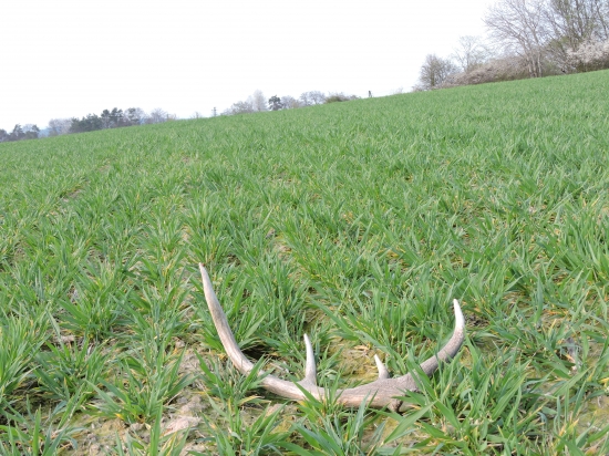 sám vojak v poli :) poobednajší relax