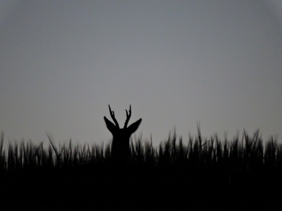 večerné čakanie prinieslo ovocie :)