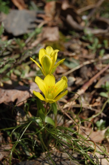 Gagea bohemica aneb Pražský poklad :o)
