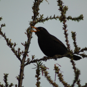 kose,kose, černý ptáku.... :-)